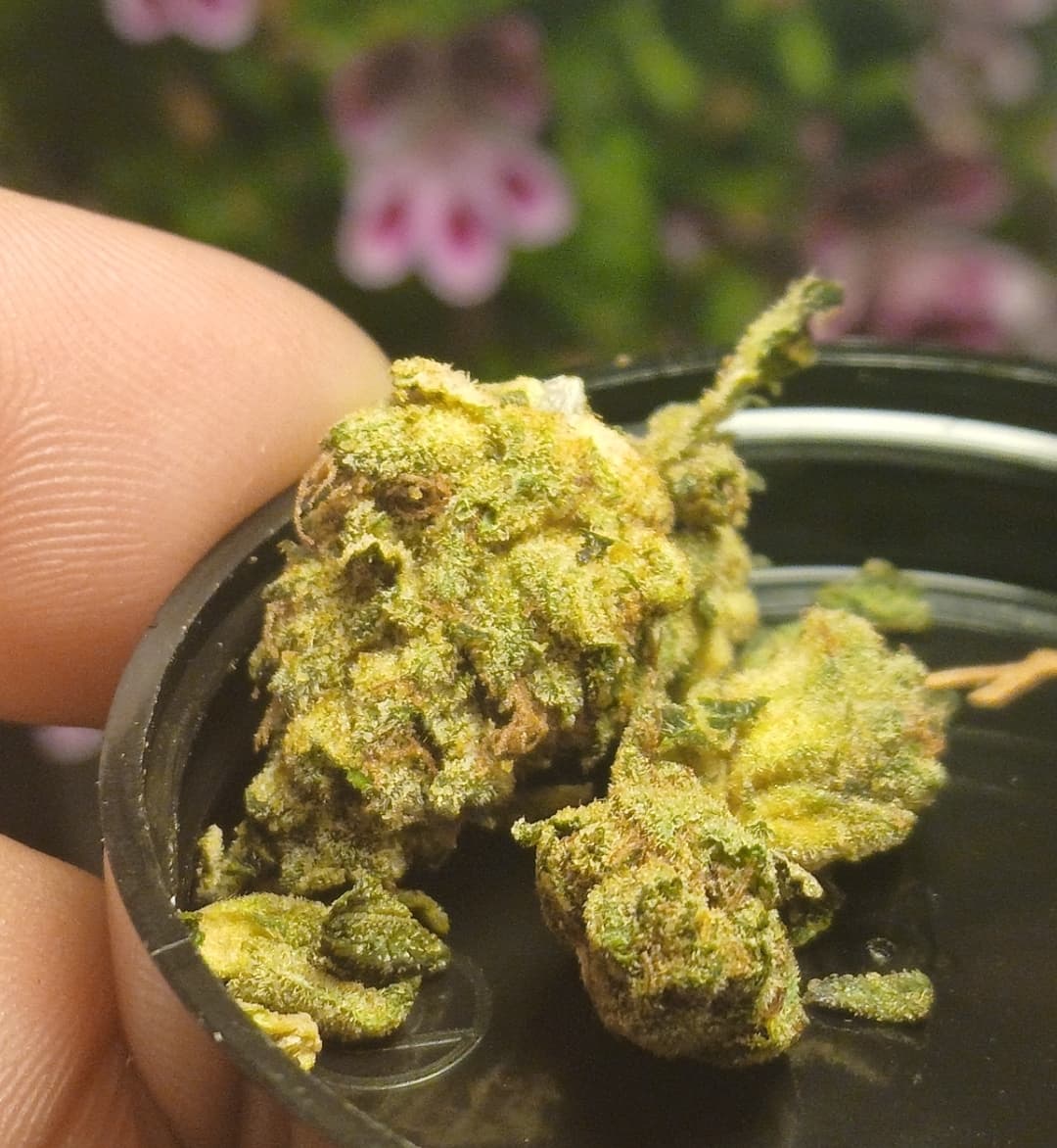 KnightBridge OZ wiet experiment strain