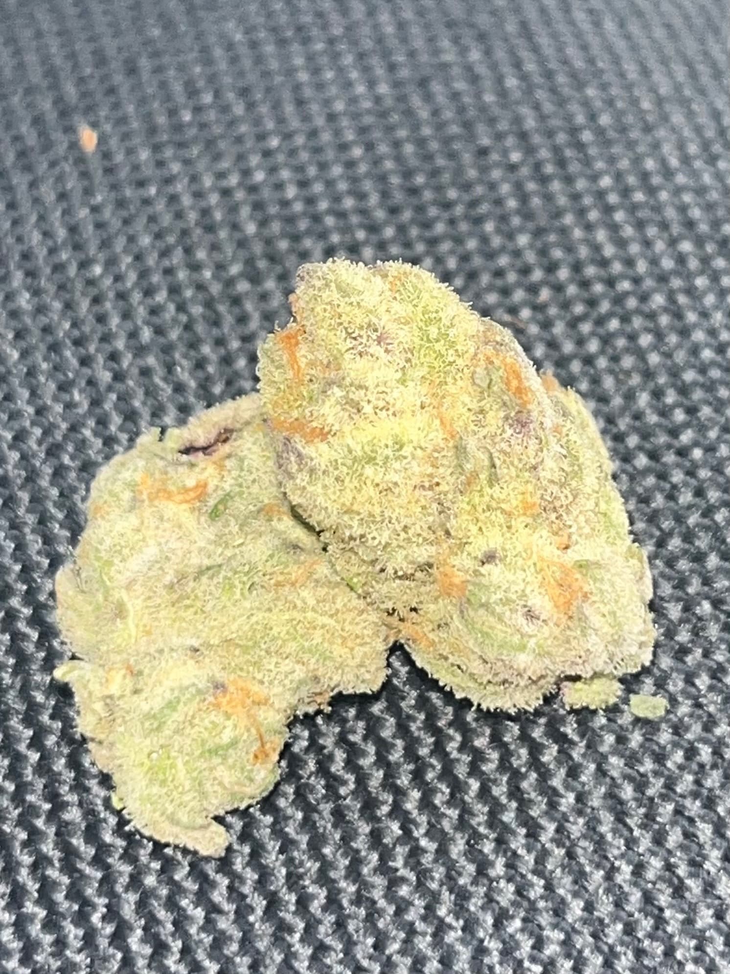 Bomboloni wiet experiment strain